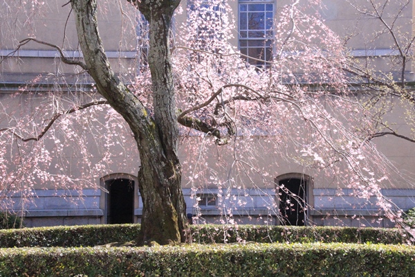 6355-15.3.26祇園しだれ桜　北側から下方　開花状況.jpg